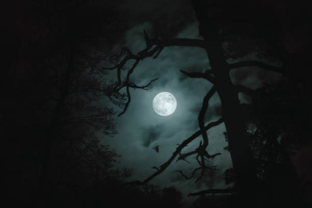 Mysterious moody trees at night
