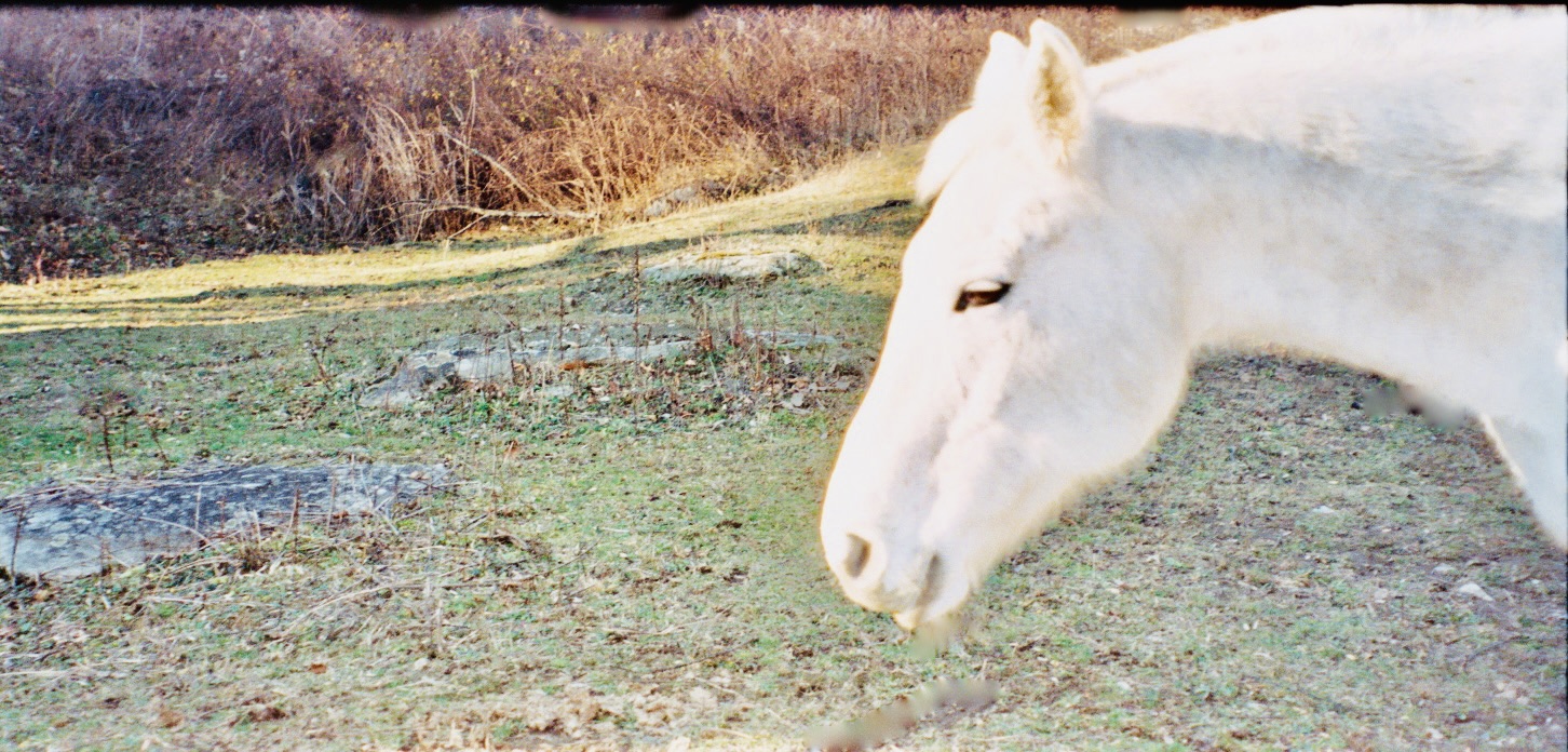 Close-up white horse head in grassy field